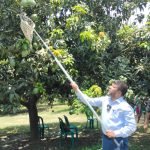 Satkhira Mango pic--02