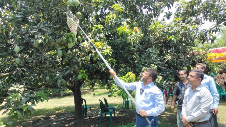 Satkhira Mango pic--02