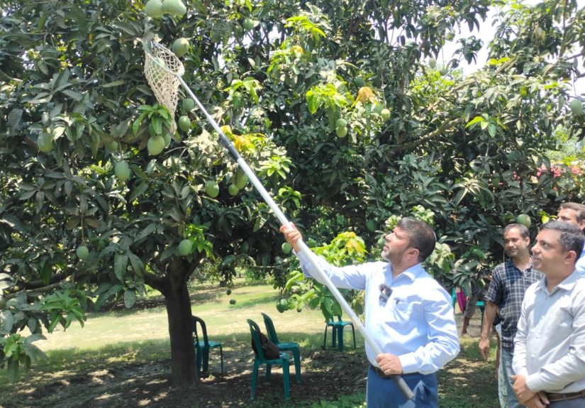 Satkhira Mango pic--02